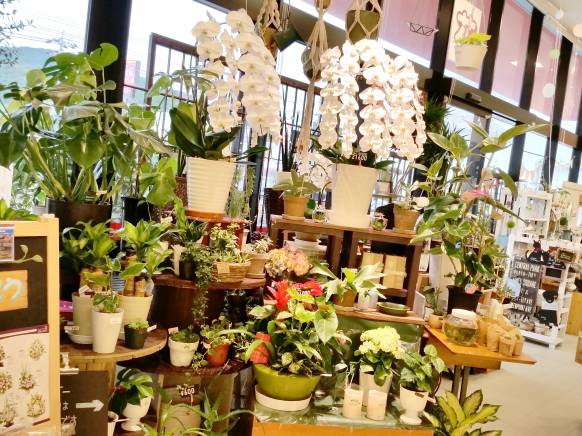 「くらよし花幸」　（鳥取県倉吉市）の花屋店舗写真1