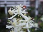 なんだこの白い花は？｜「くらよし花幸」　（鳥取県倉吉市の花キューピット加盟店 花屋）のブログ
