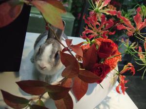 愛称”うめっぴ”です｜「くらよし花幸」　（鳥取県倉吉市の花キューピット加盟店 花屋）のブログ