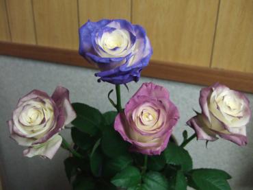 色が変わるんです（￣□￣；）！！　バラの花が。。。｜「くらよし花幸」　（鳥取県倉吉市の花キューピット加盟店 花屋）のブログ