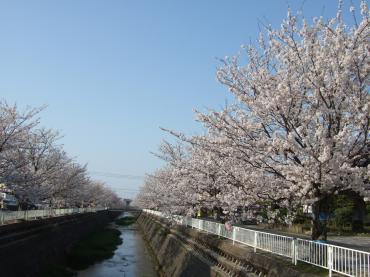倉吉の”桜”満開～ρ（⌒◇⌒）ノ｜「くらよし花幸」　（鳥取県倉吉市の花キューピット加盟店 花屋）のブログ