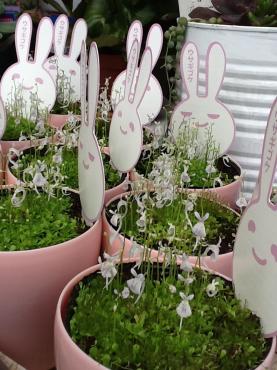 ウサギがいっぱい＼(~o~)／｜「くらよし花幸」　（鳥取県倉吉市の花キューピット加盟店 花屋）のブログ