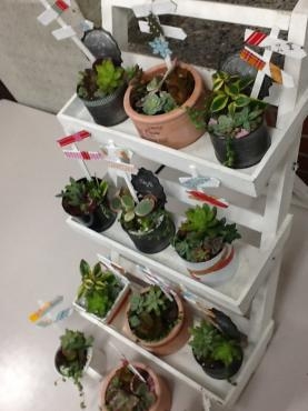 多肉植物の寄せ植え教室｜「くらよし花幸」　（鳥取県倉吉市の花キューピット加盟店 花屋）のブログ