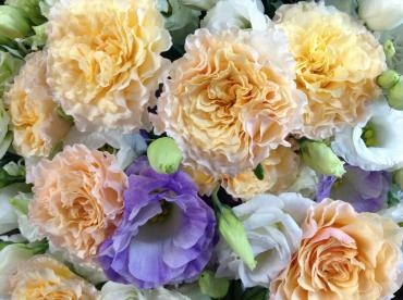 花市場はもう夏のお花です｜「くらよし花幸」　（鳥取県倉吉市の花キューピット加盟店 花屋）のブログ