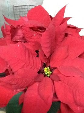 気持ちはもうクリスマス？｜「くらよし花幸」　（鳥取県倉吉市の花キューピット加盟店 花屋）のブログ