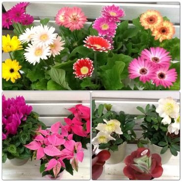 ポインセチアの注文もいただきました＾＾｜「くらよし花幸」　（鳥取県倉吉市の花キューピット加盟店 花屋）のブログ