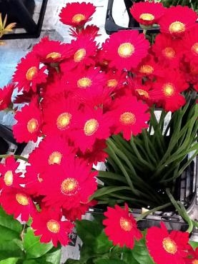 きょうはアレンジメント教室｜「くらよし花幸」　（鳥取県倉吉市の花キューピット加盟店 花屋）のブログ
