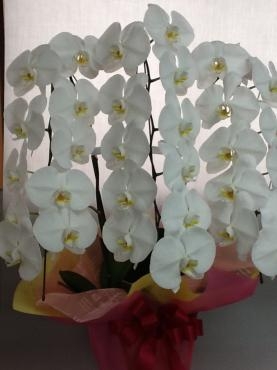 2月になりました｜「くらよし花幸」　（鳥取県倉吉市の花キューピット加盟店 花屋）のブログ