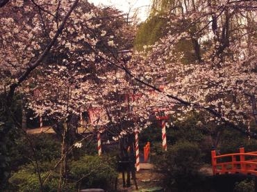地元名所にサクラ咲く｜「くらよし花幸」　（鳥取県倉吉市の花キューピット加盟店 花屋）のブログ