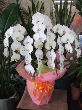 父の日がやってきますね｜「くらよし花幸」　（鳥取県倉吉市の花キューピット加盟店 花屋）のブログ
