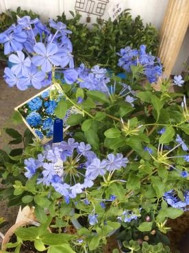 ブルーの花で涼しい｜「くらよし花幸」　（鳥取県倉吉市の花キューピット加盟店 花屋）のブログ
