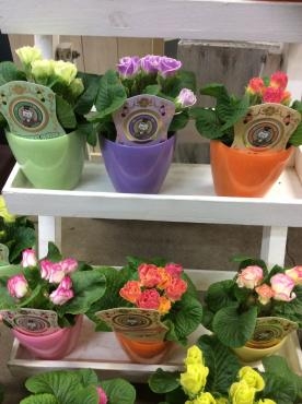 ２月になって春の花鉢たち｜「くらよし花幸」　（鳥取県倉吉市の花キューピット加盟店 花屋）のブログ