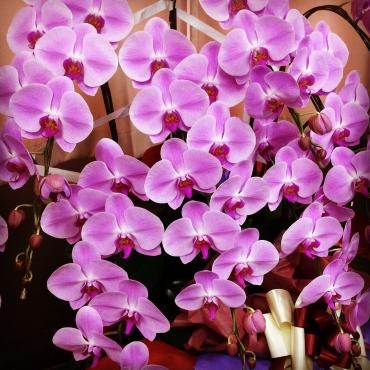 2020年もうすぐ母の日|「くらよし花幸」　（鳥取県倉吉市の花屋）のブログ